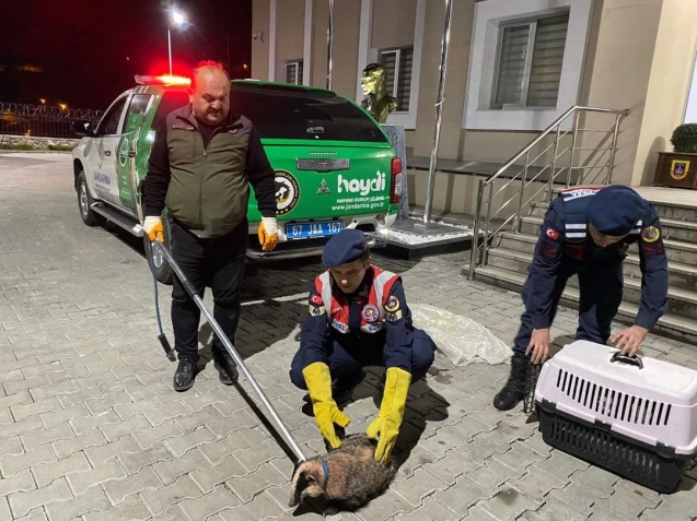 Yol kenarında yaralı halde bulundu...