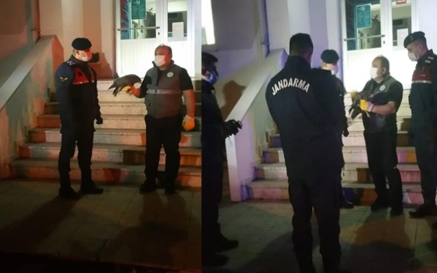 Jandarma ekiplerince kurtarıldı...