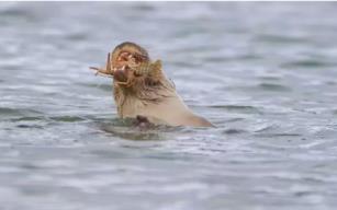 Su samuru, Bostancılar Göleti'nde görüntülendi...