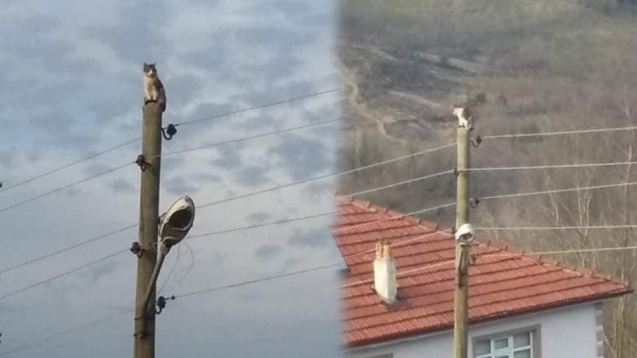 Kedi, elektrik direğinde mahsur kaldı..