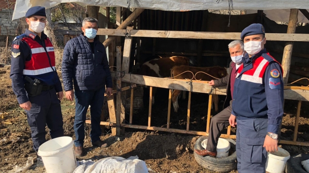 Kayıp büyükbaşlar ormanlık alanda bulundu..