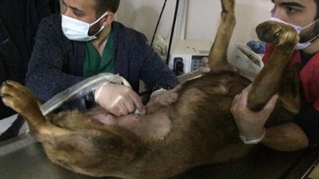 Hamile köpeğe otomobil çarptı...karnındaki yavruları öldü...