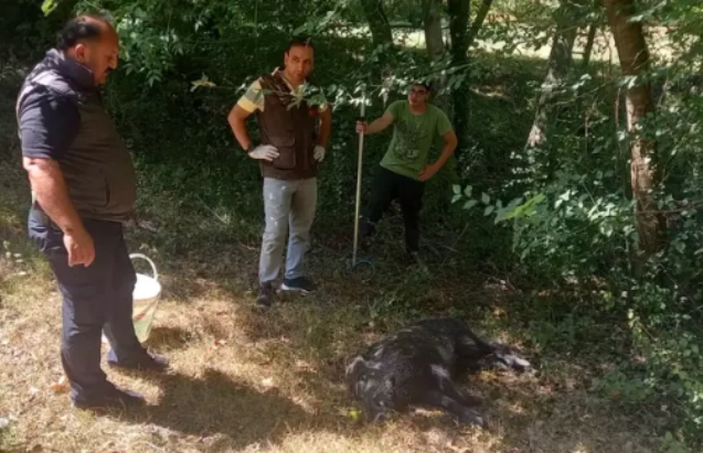 Su kuyusuna düşen yavru domuz kurtarıldı...