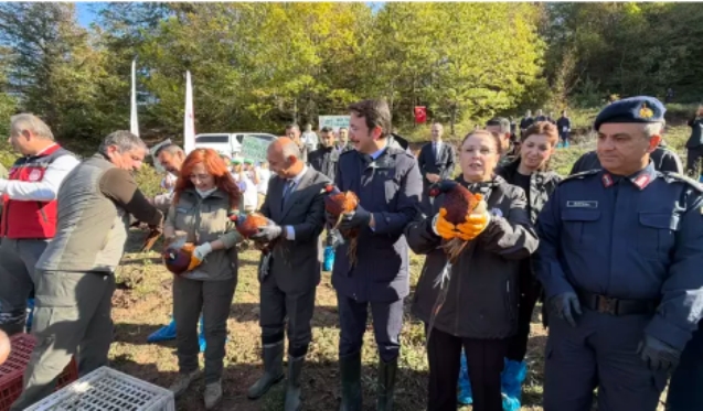Kahverengi kokarca ile mücadele için doğaya sülün salındI...
