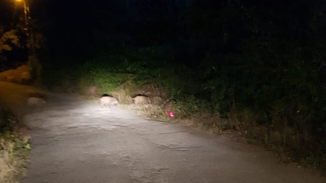 Mahallelerde görülen yaban domuzları kameralara yansıdı...