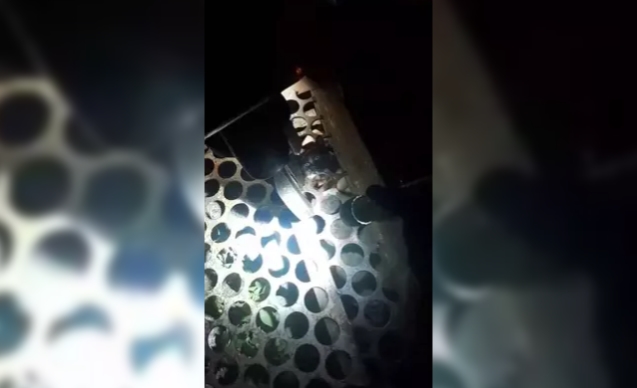 Kurtarılan yavru kediye 'Mazgal' adı verildi...