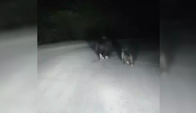 Yola inen ayı ve yavrusu kamerada...