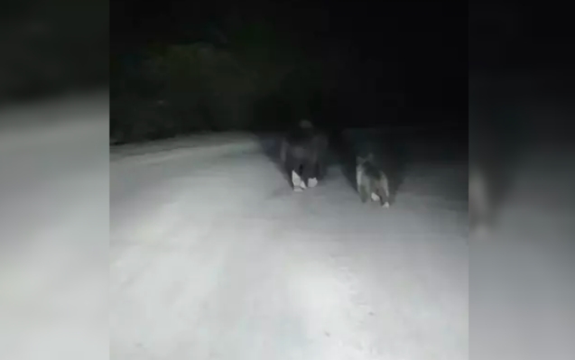 Yola inen ayı ve yavrusu kamerada...