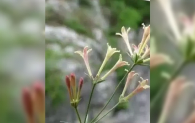 Milli parkta endemik bitki türü keşfedildi...