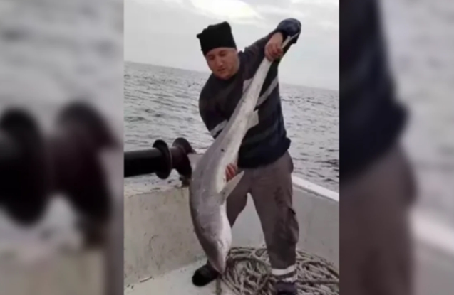 Balıkçıların ağına köpek balığı takıldı...