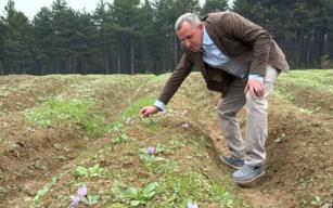 Dünyanın en pahalı baharatı safranın hasadı başladı...