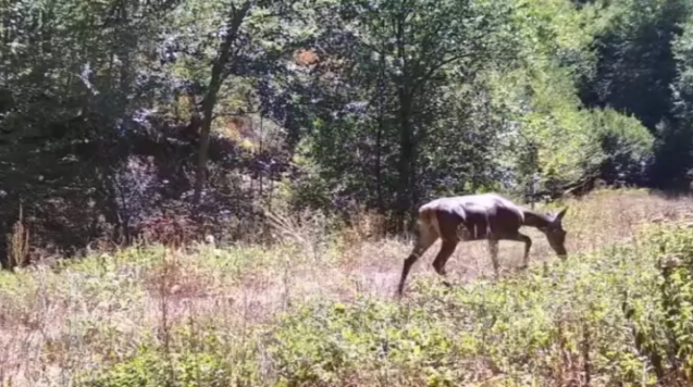 Milli parkta kızılgeyik fotokapanla görüntülendi...