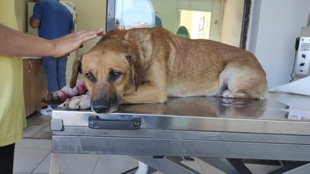 ATİK köpek yapılan müdahalelere rağmen kurtarılamadı.