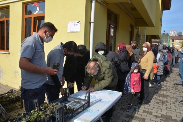 Osmanlı çileği fideleri halkla buluştu