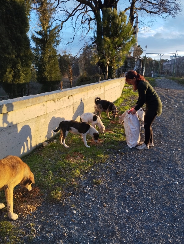 Sokak hayvanları için mama kampanyası başlatıldı