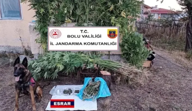 147 kök kenevir ve 470 gram esrar yakalandı: 1 gözaltı