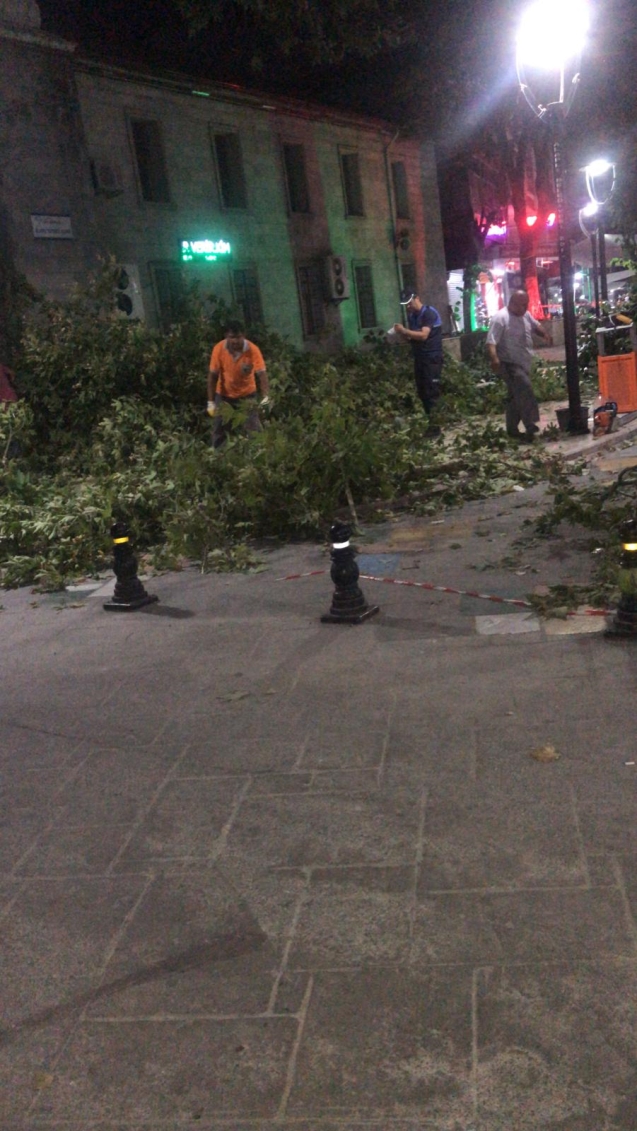 AĞAÇ DEVRİLDİ... 1 GENÇ YARALANDI...