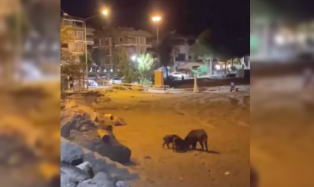 Sahilde yaban domuzları görüntülendi...