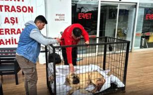 Kayıp köpeğini vurulmuş olarak buldu…