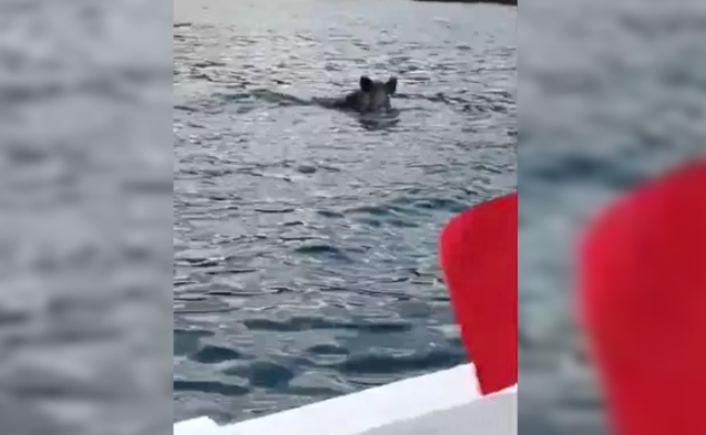 Denizde yaban domuzu görüntülendi...