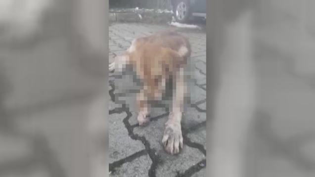 Köpeğin İki Gözünü Oyan Cani ...