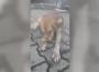 Köpeğin İki Gözünü Oyan Cani ...