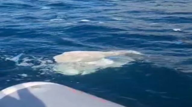 Denizdeki kirlilik için inceleme başlatıldı...