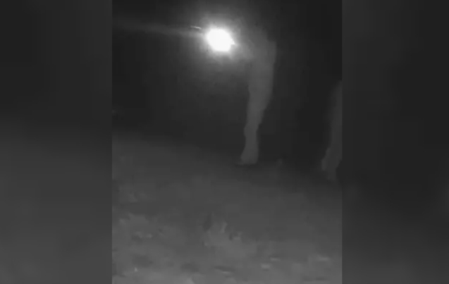 Fotokapan yerleştirildi... Kaçak avcılara ceza kesildi...