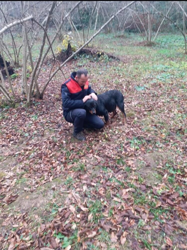Hamile köpek Alaplı belediyesi ekiplerince kurtarıldı...