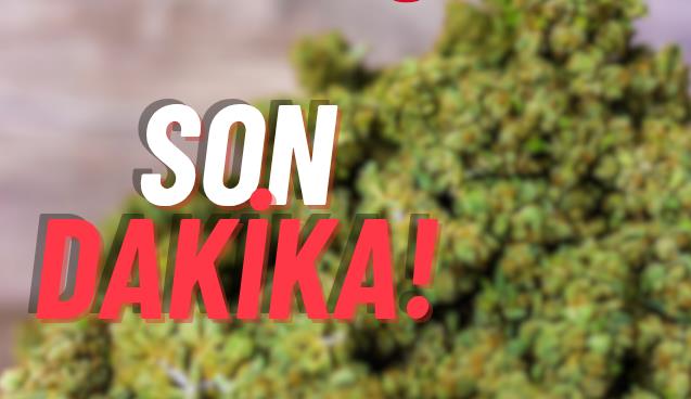 Alaplı'da uyuşturucu madde ele geçirildi...