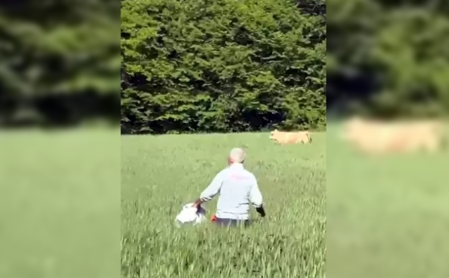 Kaçan kurbanlık boğa ormanda yakaladı...