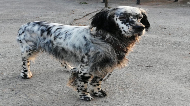 Gülüç'te kaybolan av köpeği her yerde aranıyor...