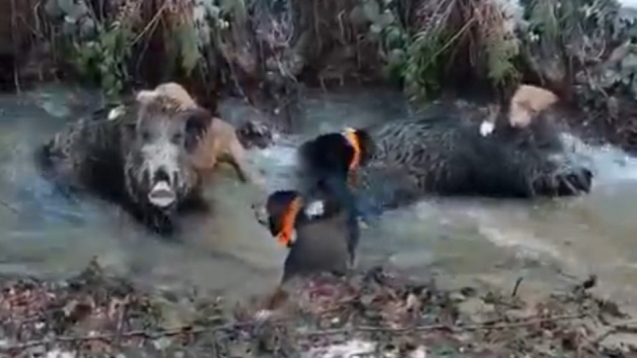 Domuzla köpeklerin boğuşma anı kameralara yansıdı...
