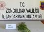 Kenevir operasyonu…