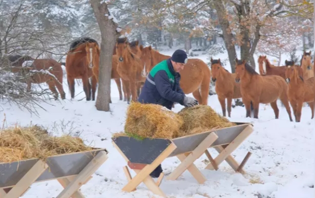 Yiyecek bulamayan Atlara yem bırakıldı...