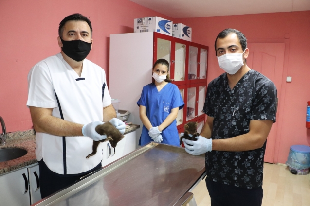 DOĞAL ORTAMLARINA SALINACAKLAR...