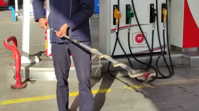 Yılan itfaiye ekiplerinin çalışması sonucu yakalandı.