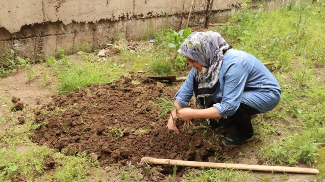 Fideleri bahçelerine ekerek zaman geçiriyorlar...