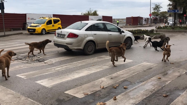 Aç kalan hayvanlar arabalara saldırdı...