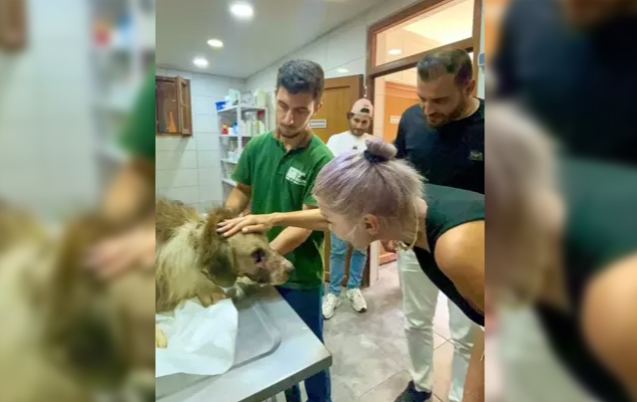 Hedef tahtası gibi kullanılan köpeğe Hande Yener'den ziyaret