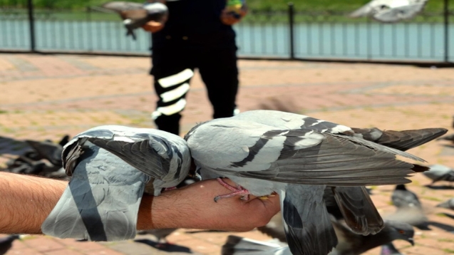Zabıta ekipleri güvercinleri elleri ile beslediler...