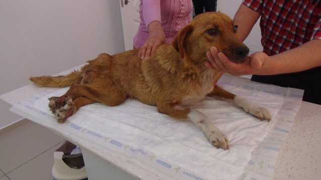 Yaralanan anne köpeğe sahip çıktılar…