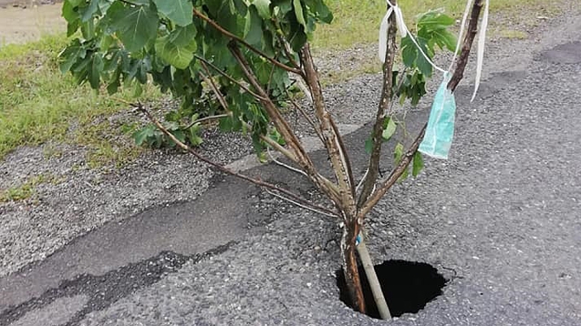 BU AĞAÇ SÜRÜCÜLERE ÖZEL...