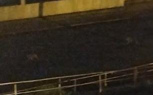 Aç kalan çakallar yola indi...