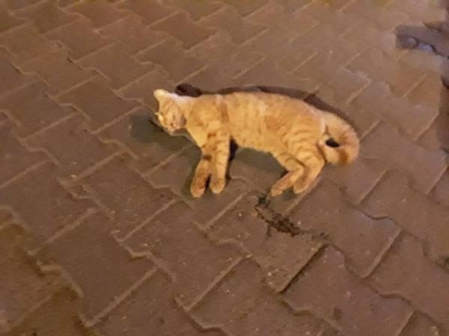 Acımasızca çarpıp kaçtı...