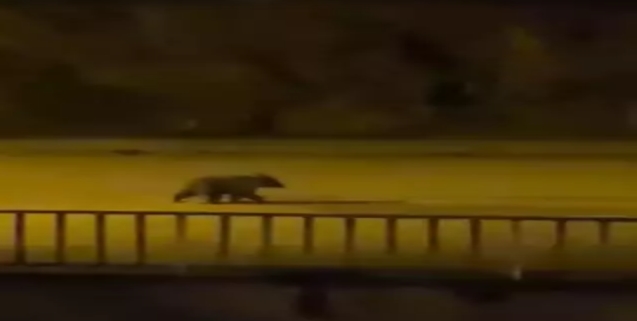 Yavru bozayı caddelerde dolaştı