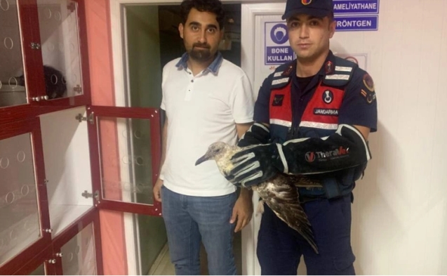 Yaralı martı veterinerde tedavi ediliyor