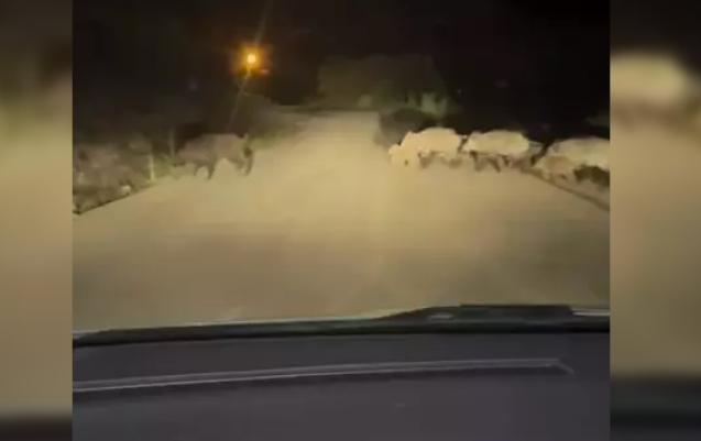 Domuz sürüsü cep telefonuyla görüntülendi...