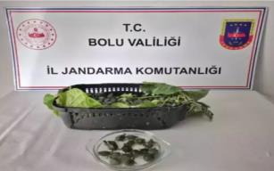 Ülkeye sokulması yasak olan su kaplumbağası ele geçirildi...