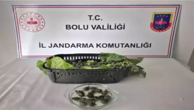 Ülkeye sokulması yasak olan su kaplumbağası ele geçirildi...